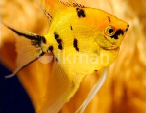 Angel Fish