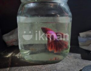 Betta Fish