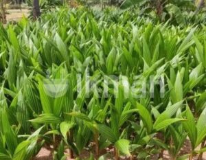 தென்னம் பிள்ளை Coconut Plant
