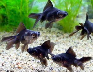 Black Moor Fish