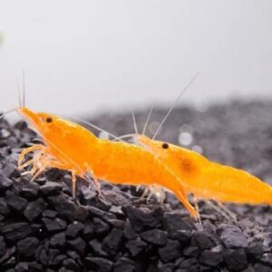 Beautiful Sunkist Orange Shrimp