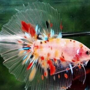 Betta Fish HM Nemo