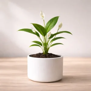 Peace Lily Plant Sapling (1pc) (Copy)