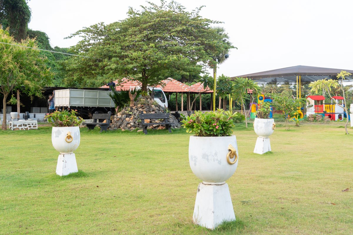 Healthy ornamental plants in a plant nursery