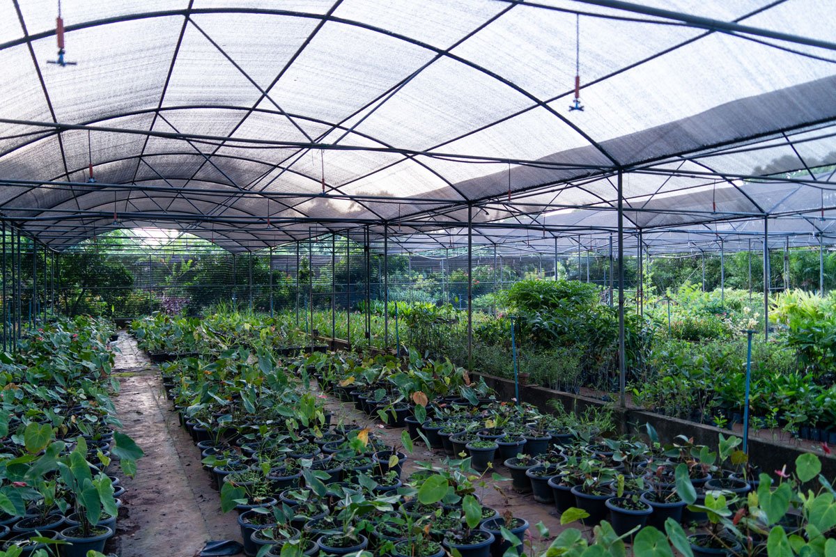 Lush tropical plants in a botanical garden