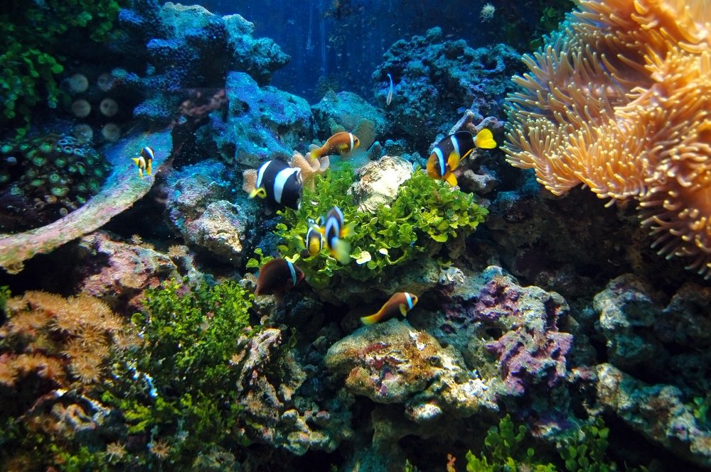 Colourful aquatic life in a peaceful aquarium