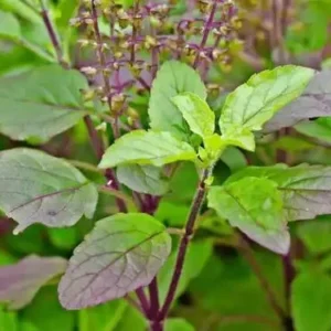 Krishna Thulsi Plant