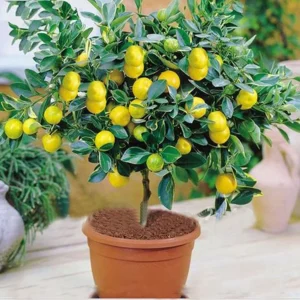 Lemon fruit plant