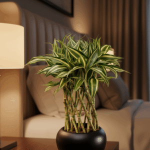 Lucky Bamboo