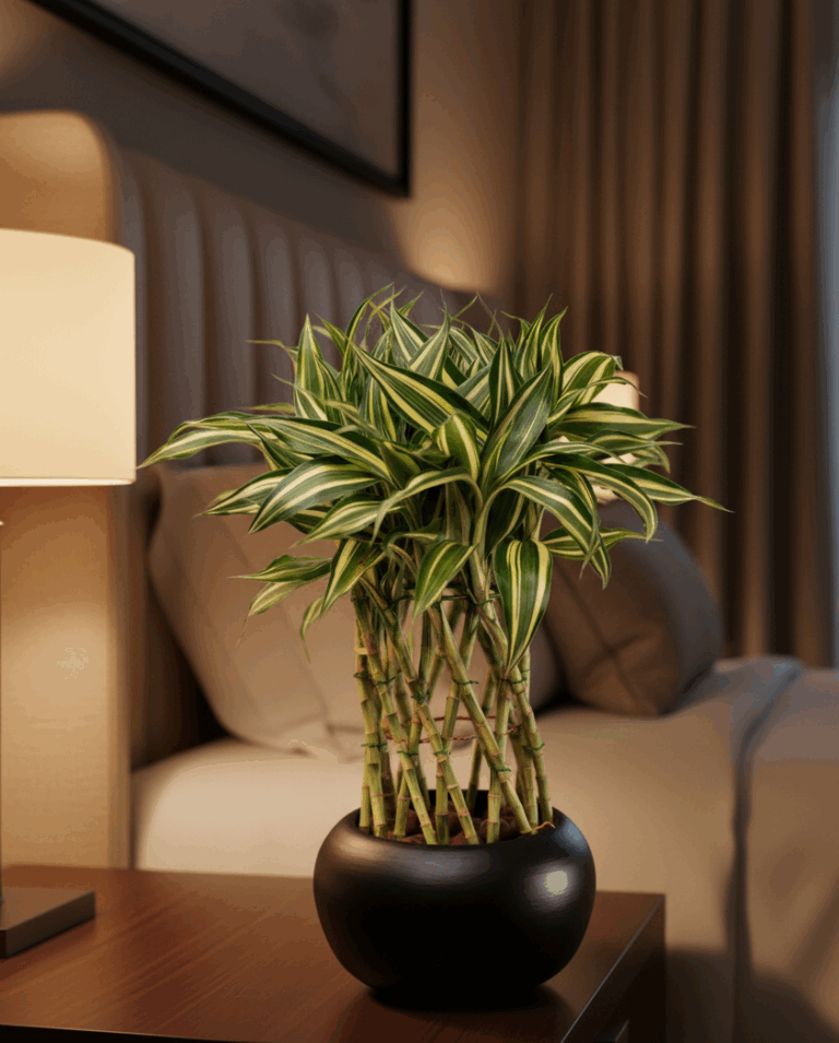 Lucky Bamboo