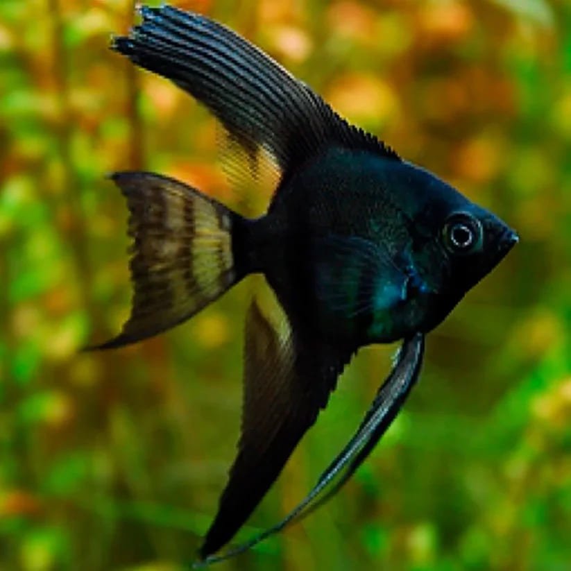 Rare Angelfish Black Lace Veiltail in Sri Lanka