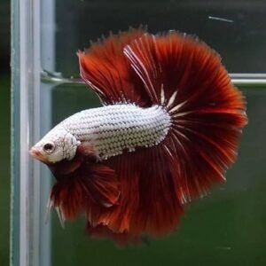Red Dragon Rosetail Betta