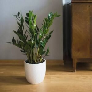 ZZ Plant in Premium Ripple Pot