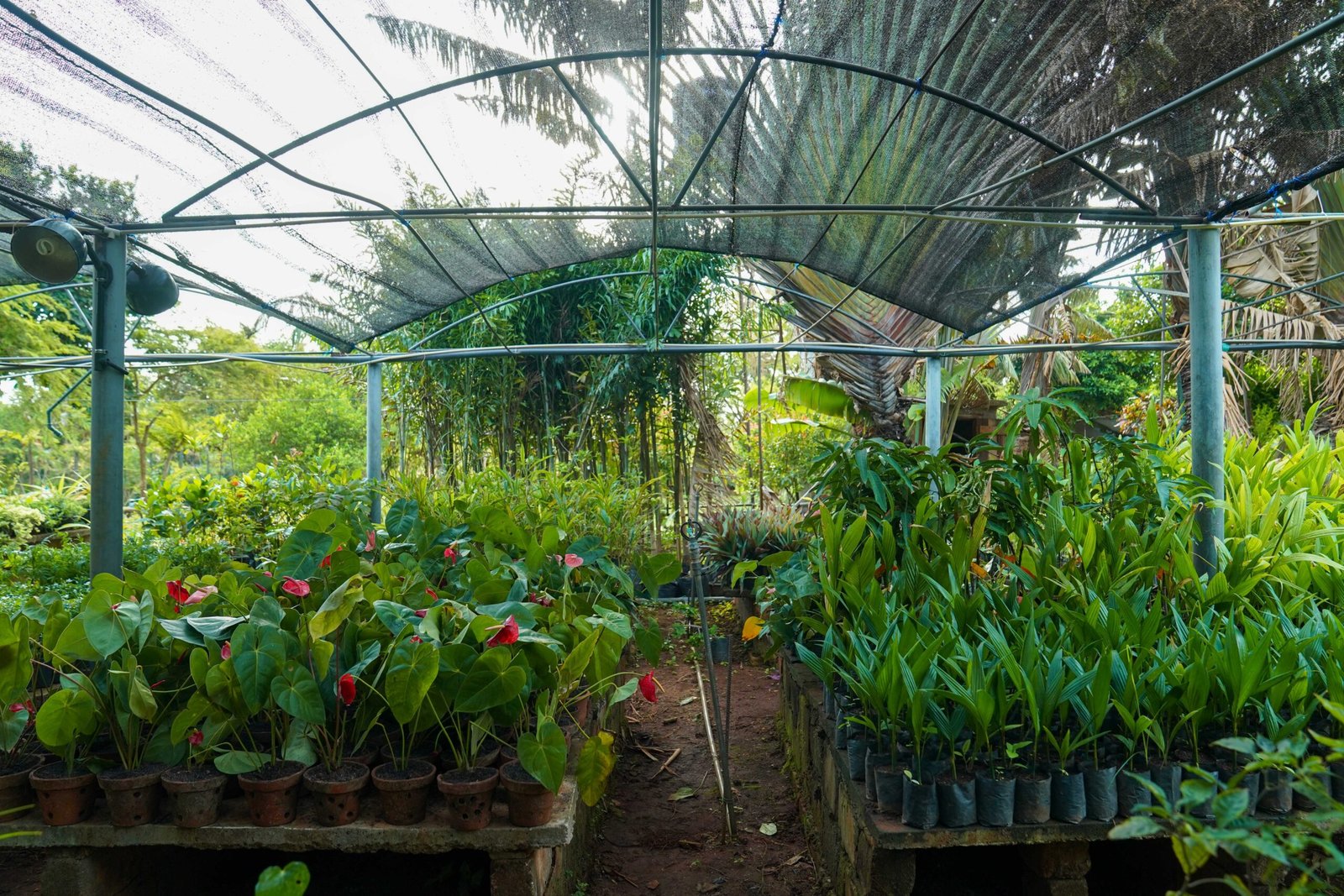 Healthy ornamental plants in a plant nursery