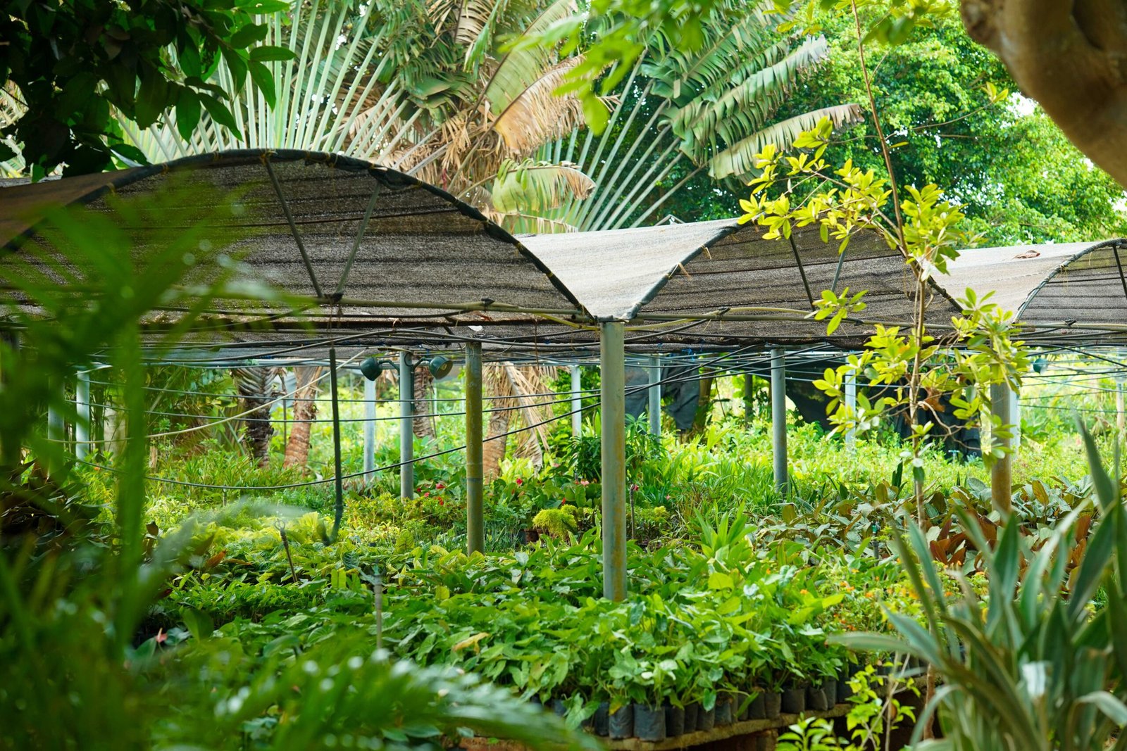 Lush tropical plants in a botanical garden