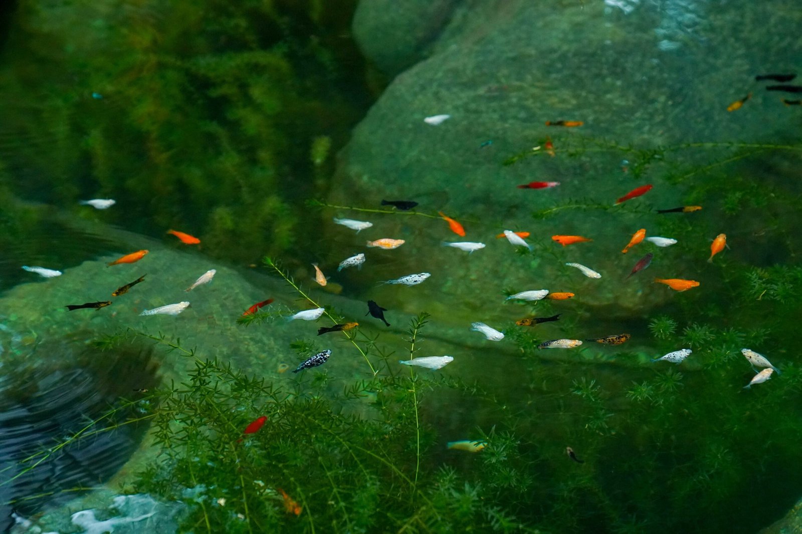 Colourful ornamental fish and aquatic coral display
