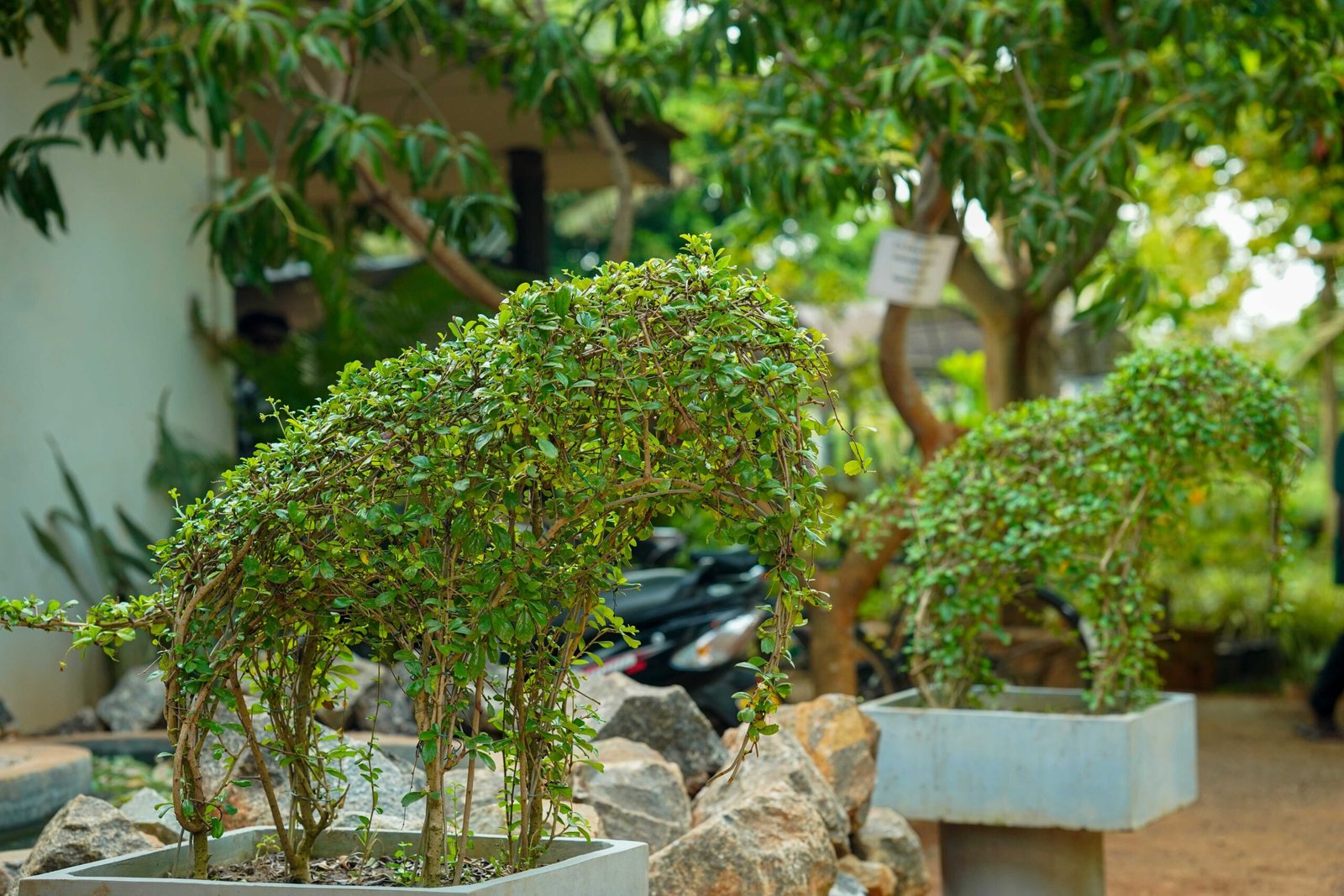 Sustainable green landscape and tropical planting
