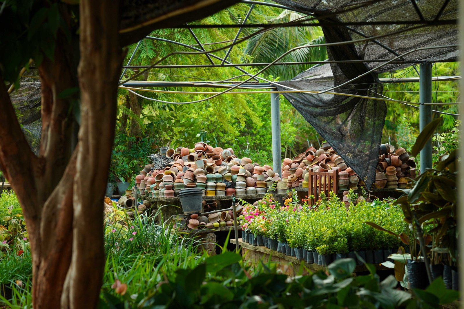 Tropical plants along a peaceful botanical garden walk